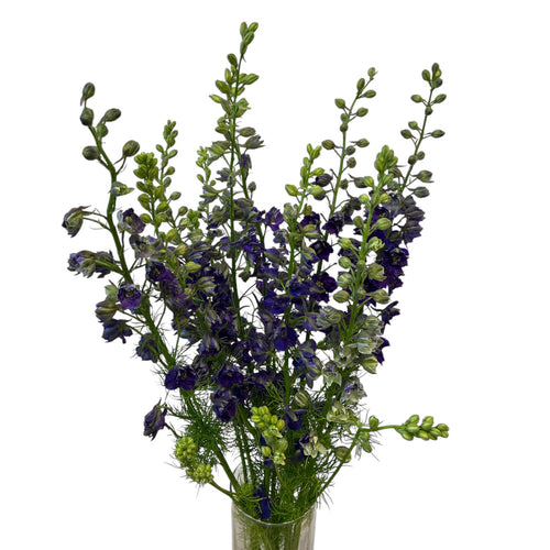 Larkspur - Purple/Blue x 10 stems