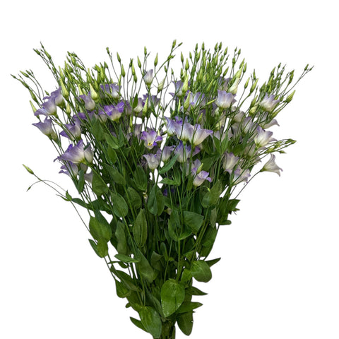 IMPORT - Lisianthus Botanic Lavender Mist x 10 stems