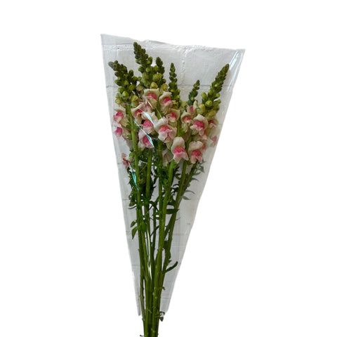 Antirrhinum - Apple Blossom - two-tone - pale pink & white x 10 stems