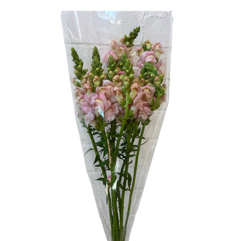 Antirrhinum - Blush Pink x 10 stems