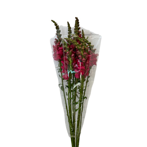 Antirrhinum - Dark Pink  - 10 stems