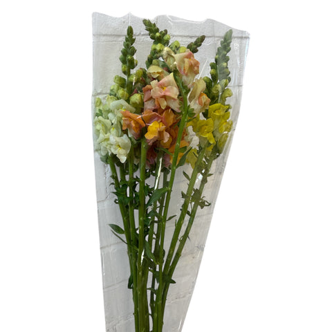 Antirrhinum - mixed in a bunch x 10 stems