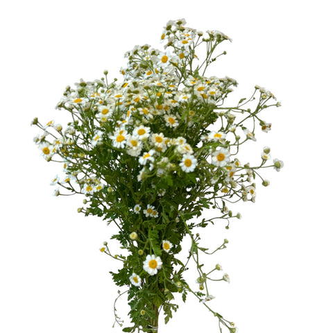Tanacetum Single Vegmo - 10 stems