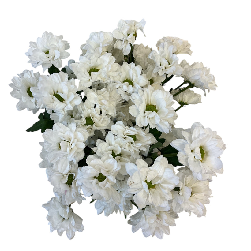 Chrysanthemum