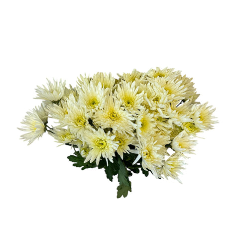 IMPORT - Chrysanthemum - Delianne cream - 5 Stems