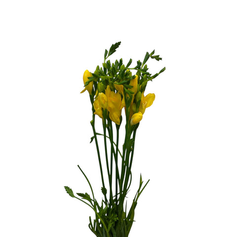IMPORT - Freesia - Serrada - Yellow - 10 Stems