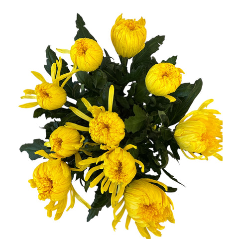 IMPORT-Chrysanthemum - Bloom - Pjtor - yellow - 10 Stems