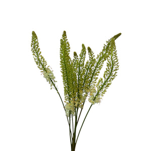 Eremurus Medium - Foxtail  WHITE x 10 stems  **LIMITED EDITION**