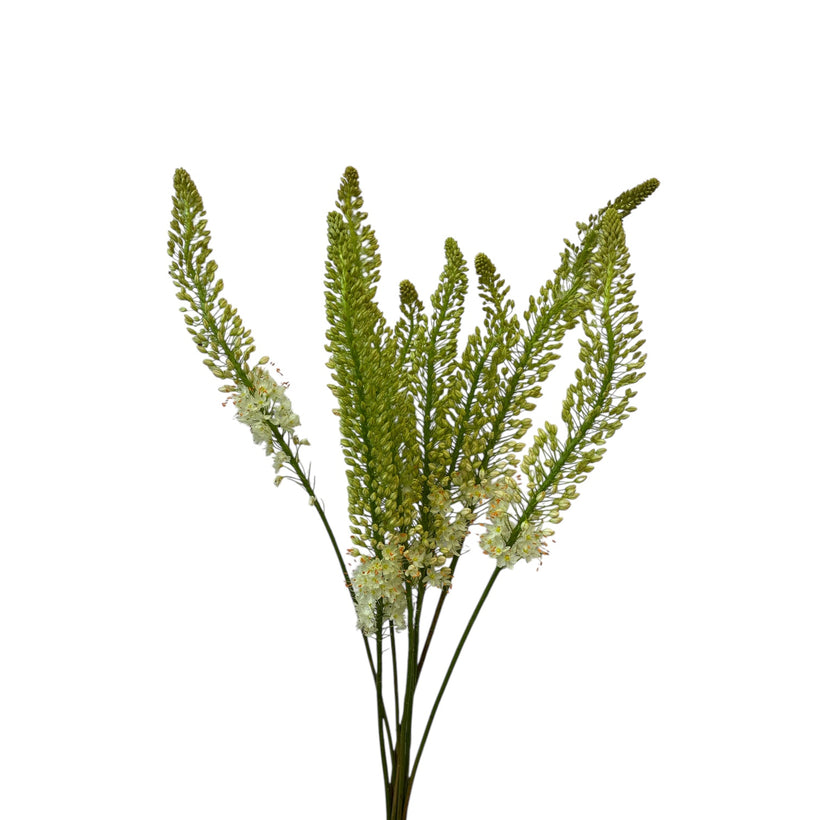 Eremurus
