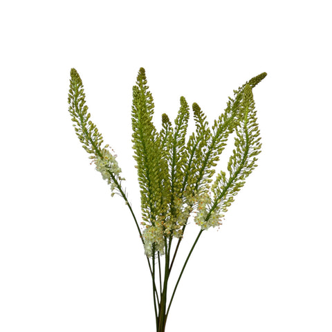 Eremurus Medium - Foxtail  WHITE x 10 stems  **LIMITED EDITION**