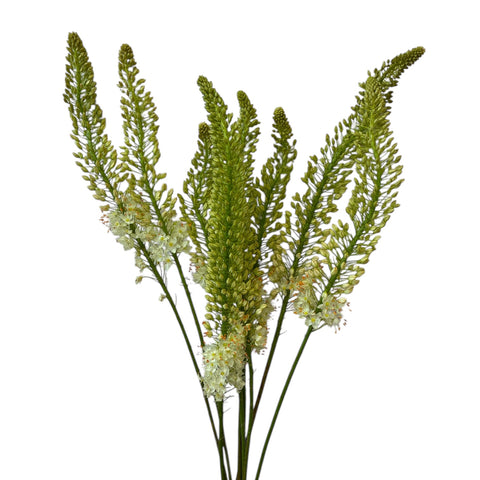 Eremurus PREMIUM - Foxtail - mix of yellow and white - 5 stems