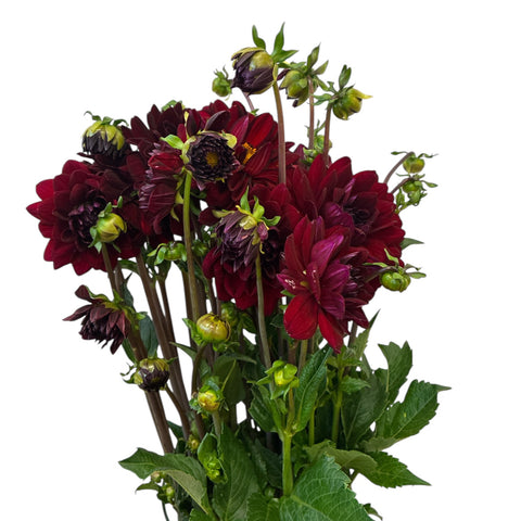 Dahlia Burgundy x 10 stems