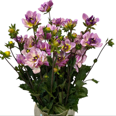 Dahlia Lilac - multi-tones  x 10 stems