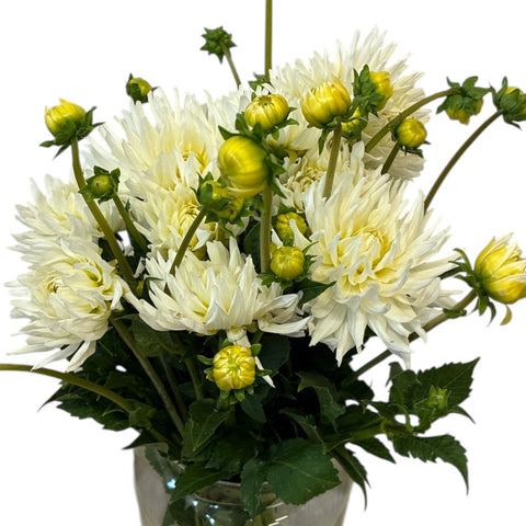 Dahlia White/Cream - spikey x 10 stems