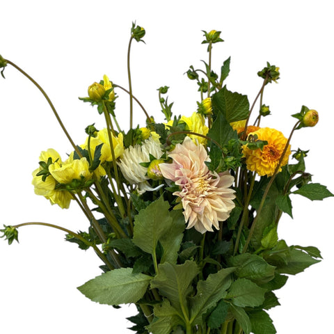 Dahlia Cream/Yellow/Gold - growers choice x 15 stems