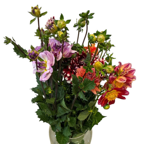 Dahlia Lilac/Checkers/Flame - growers choice x 15 stems