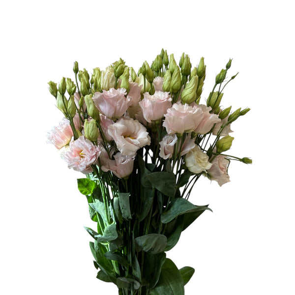 IMPORT - Lisianthus Chaconne Soft Pink x 5 stems