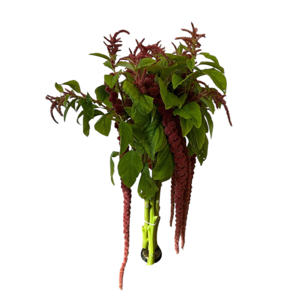 dried amaranthus, wedding flowers UK