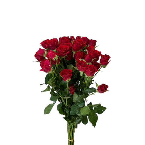 IMPORT - ROSE Spray RED 60cm - Mirabel x 10 stems