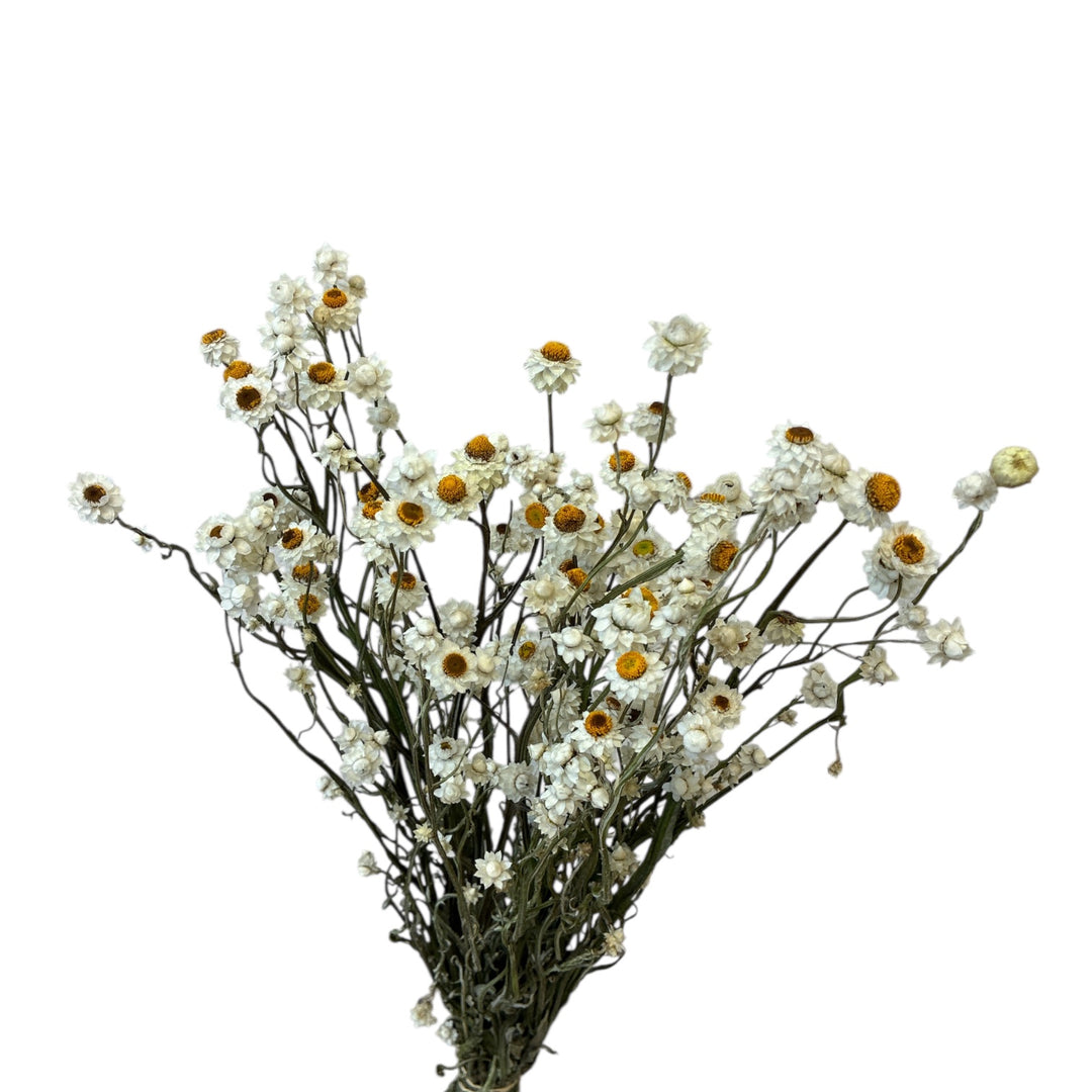 DRIED - Ammobium alatum x 10 stems