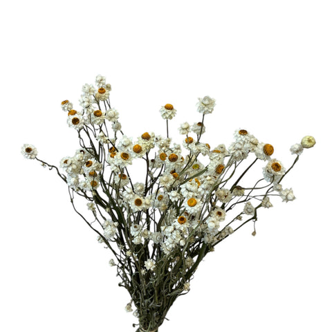 DRIED - Ammobium alatum x 10 stems