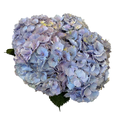 Hydrangea Lilac Topaz - 5 Stems Premium Grade