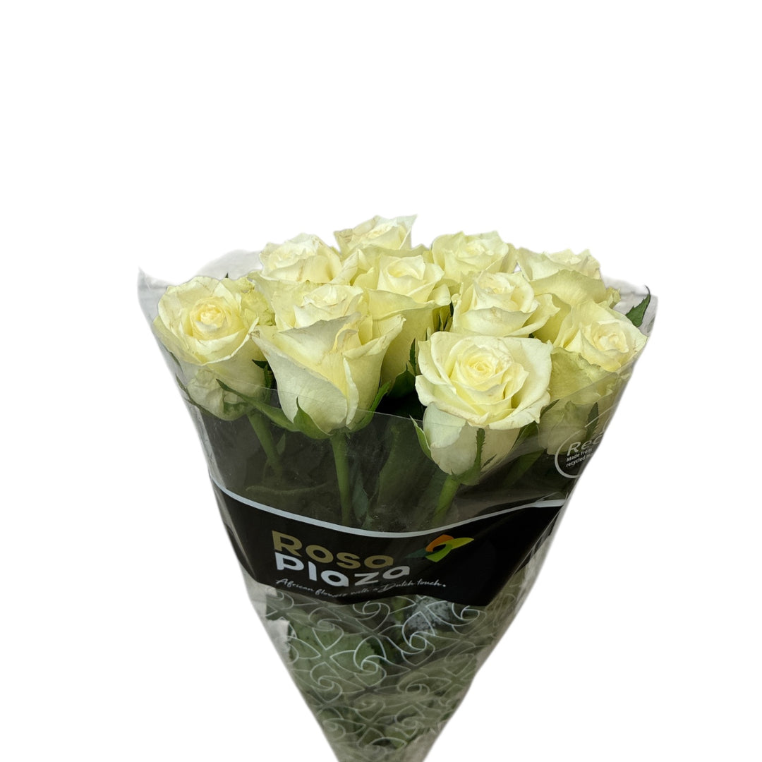 IMPORT - ROSE (ET) medium headed White  40cm - Alpe d&