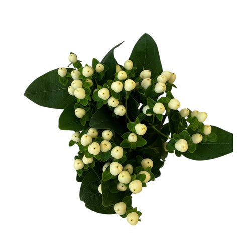 IMPORT Hypericum - Coco Uno (white) in 5's
