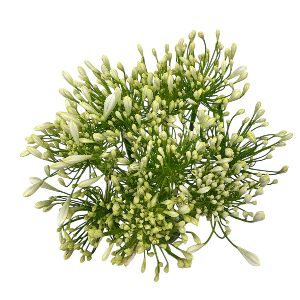 10 white agapanthus online