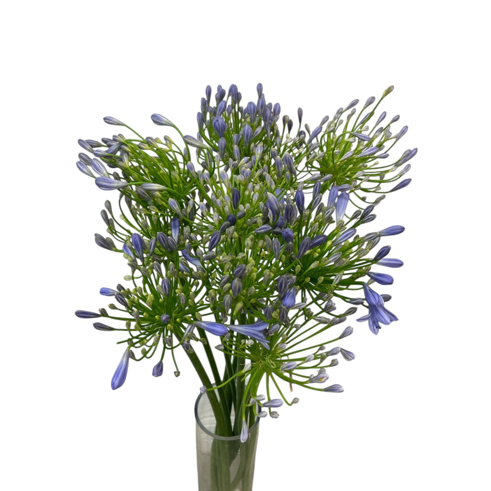 10 blue agapanthus wholesale