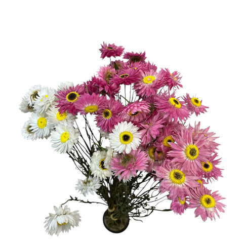 sustainable Acroclinium online wholesale