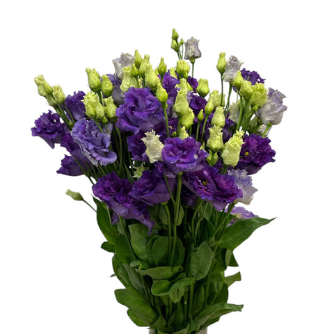 IMPORT - Lisianthus Alissa Blue x 10 stems