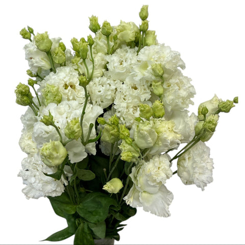 IMPORT - Lisianthus Alissa Pure White x 10 stems
