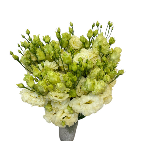 Lisianthus - Alissa Cream - x 10 stems