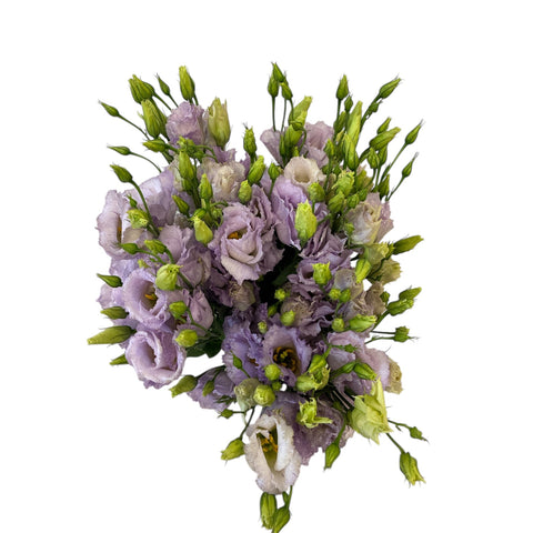 IMPORT - Lisianthus Stracciatella Lavender x 10 stems