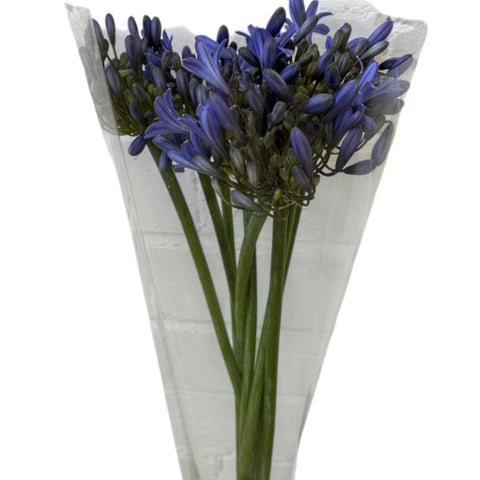 Agapanthus - Blue 65cm x 8 stems