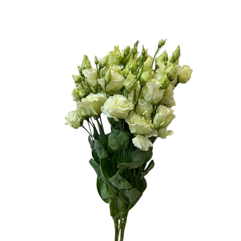 IMPORT - Lisianthus Alissa Green x 10 stems