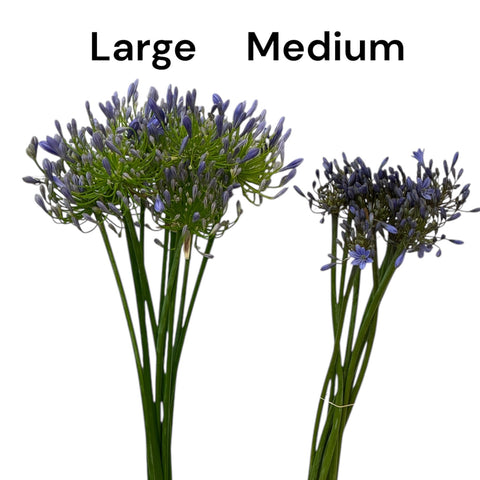 Agapanthus - Blue - MEDIUM  70cm 30 stems bundle