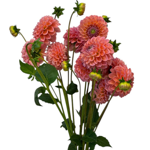 UK pink peach dahlia premium beauty