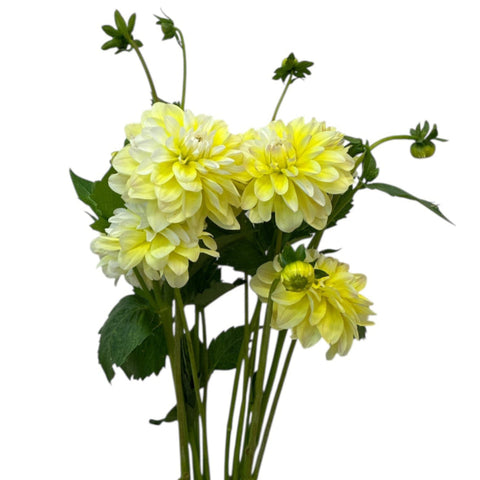 yellow UK dahlia wholesale online