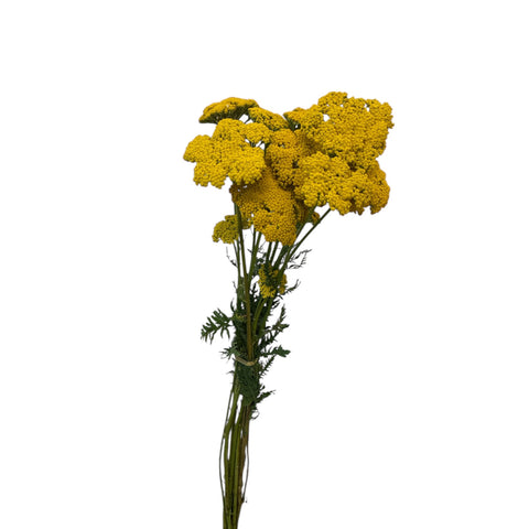 Achillea "Gold Plate" x 10 stems  PREMIUM