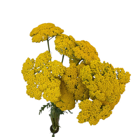 Achillea "Gold Plate" x 10 stems  PREMIUM