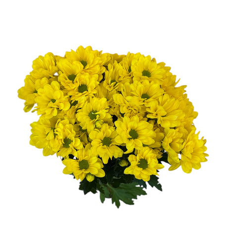 Chrysanthemum - Celebrate - daisy yellow x 5 stems