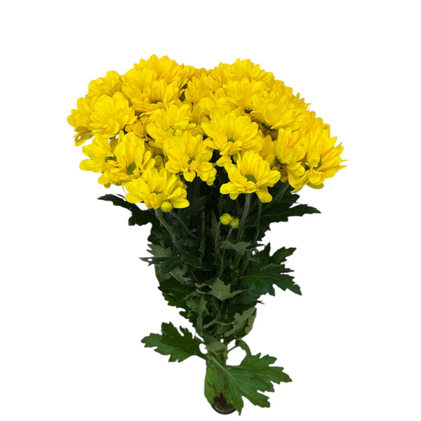 IMPORT - Chrysanthemum - Celebrate - daisy yellow x 5 stems
