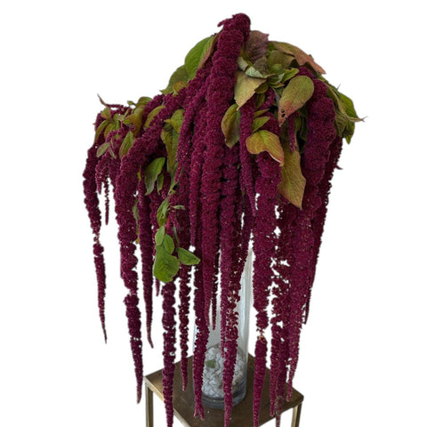 Amaranthus Trailing Burgundy Red 10 stems - short stem