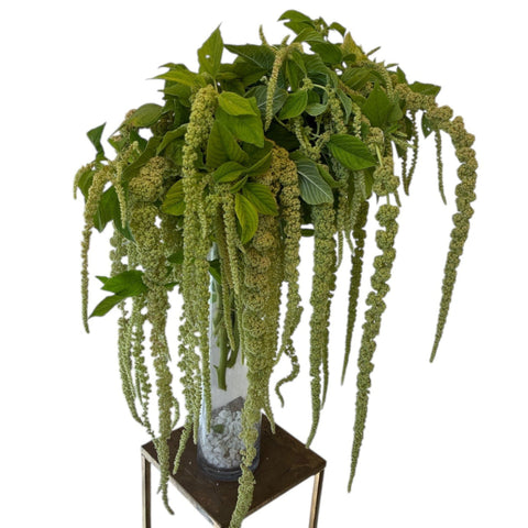 Amaranthus Trailing Green x 10 stems - short stems