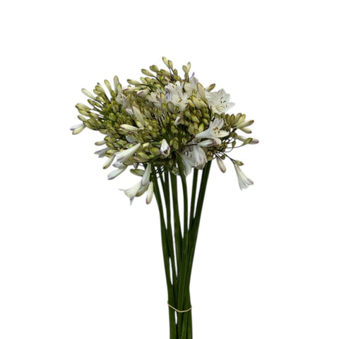 Agapanthus - White - MEDIUM  70cm 10 stems