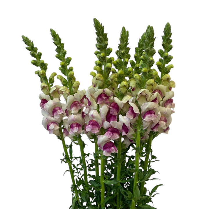 Antirrhinum - Plum Blossom - two-tone - cherry blush x 10 stems