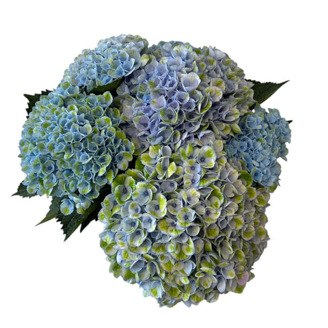 Hydrangea Blue Revolution - 5 stems