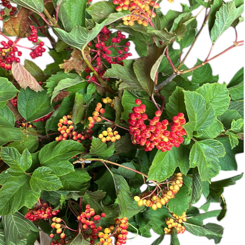 Viburnum Compactum Red - LOCAL